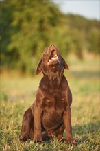 Close-up of a Labrador Retriever on a meadow in late summer