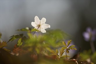 Wood anemone (Anemone nemorosa) Blossoms in a forest, Bavaria, Germany, Europe