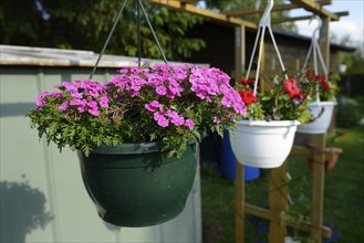 Close-up of pink blossoms in a pot in spring, Bavaria, Germany, Europe