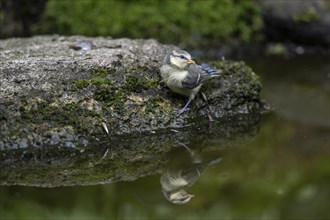 Blue tit (Parus caerulea) at the drinking trough, Emsland, Lower Saxony, Germany, Europe