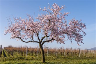Flowering almond tree (Prunus dulcis), Weinfeld, Southern Palatinate, Palatinate,