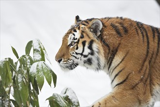 Close-up of a Siberian tiger (Panthera tigris altaica) on a snowy day in winter, captive