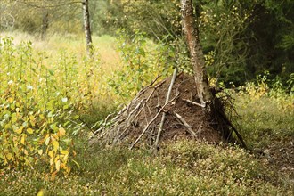 A wood ant anthill (formica) in a forest in autumn, Bavaria, Germany, Europe