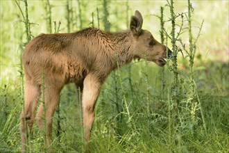 Close-up of a Eurasian elk (Alces alces) youngster in a forest in early summer, Bavarian Forest