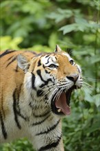 Close-up of a Siberian tiger (Panthera tigris altaica) in a forest, captive