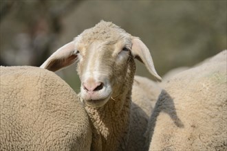 Portrait of a house-sheep (Ovis aries) in a fruit grove in spring