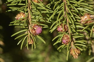 Close-up of young Norway spruce (Picea abies) cones in early spring