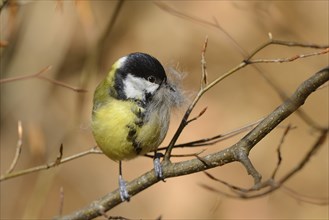 Close-up of a Great Tit (Parus major) in a forest in spring