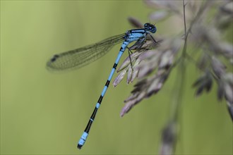 Goblet damselfly (Enalagma cyathigerum), Emsland, Lower Saxony, Germany, Europe