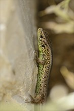 Close-up of a sand lizard (Lacerta agilis) in spring