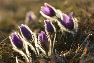 A group of Pulsatilla (Pulsatilla vulgaris) blooms in the grassland on a evening in early spring,