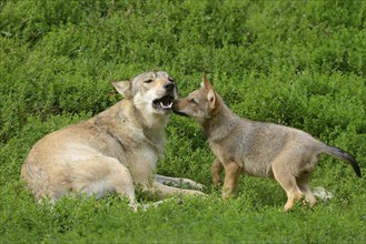 Algonquin wolf (Canis lupus lycaon) mother with pups on a green meadow, captive, Germany, Europe