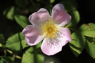 Close-up of a dog rose (Rosa canina) blossom in spring