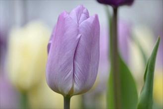 Pink tulip (Tulipa), close-up, blurred tulips in the background, North Rhine-Westphalia, Germany,