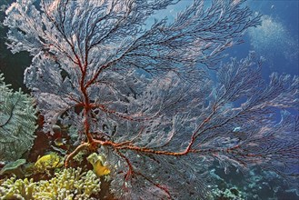 Knotted fan coral (Melithaea ochracea), Wakatobi Dive Resort, Sulawesi, Indonesia, Asia