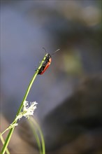 Black-headed Cardinal beetle (Pyrochroa coccinea), May, Saxony, Germany, Europe