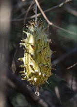 Horned cucumber or horned melon (Cucumis metuliferus), unripe fruit hanging from the tree, Kruger