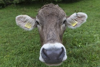 Allgaeu cow on a meadow, portrait, Bad Hindelang, Allgaeu, Bavaria, Germany, Europe