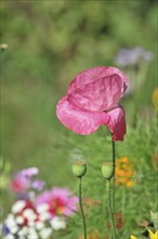 Single pink poppy flower (Papaver rhoeas), in macro shot against a blurred background, Stuttgart,