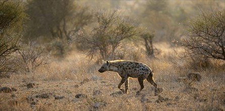 Spotted hyenas (Crocuta crocuta), in the morning light in dry grass, Kruger National Park, South
