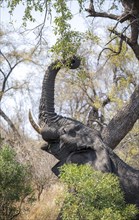 African elephant (Loxodonta africana), eating leaves from a tall tree, African savannah, Kruger