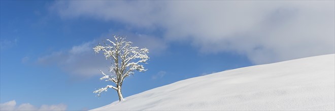Single English oak (Quercus robur) in winter, natural landscape near Fuessen, Ostallgaeu, Bavaria,