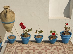 Blue flower pots with red flowers along a white wall on the terrace, Tunis in Africa with ruins