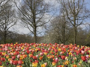 A field of tulips in front of tall trees and a blue sky, showing the typical beauty of spring, many