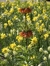 Wild daffodils and orange flowers blooming in a spring garden, many colourful blooming tulips in