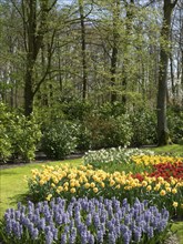 Spring garden with blooming hyacinths and daffodils, surrounded by tall trees and green foliage,