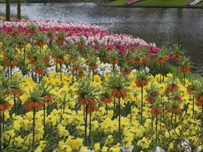 Multicoloured blooming tulips and other spring flowers near a river in the garden, many colourful