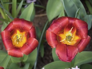 Close-up of two red and orange tulip blossoms with visible pistils, many colourful, blooming tulips