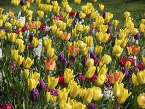 A lively field of tulips with predominantly yellow, red and purple flowers in a garden. Spring