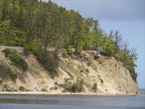 Cliffs with dense trees and a beach bordering the sea under a clear sky, spring on the Baltic Sea