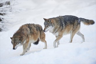 Two Eurasian wolf (Canis lupus lupus) in snowy winter day, Bavarian Forest National Park, Germany,
