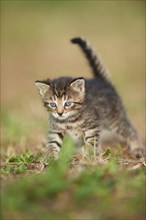 Domestic cat (Felis silvestris catus) cute kitten, five weeks old, on a meadow, Germany, Europe