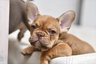 10 weeks young Mocca French Bulldog dog puppy