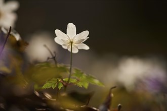 Wood anemone (Anemone nemorosa) Blossoms in a forest, Bavaria, Germany, Europe