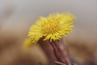 Close-up of coltsfoot (Tussilago farfara) blooming in a sandpit in spring, Bavaria, Germany, Europe