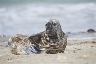 Harbour seal (Phoca vituliana vitulina) lying at the beach, wildlife, Helgoland, Germany, Europe