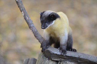 Close-up of a yellow-throated marten (Martes flavigula) in a forest in autumn