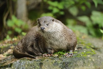 European otter (Lutra lutra) sitting on a stone, Bavaria, Germany, Europe