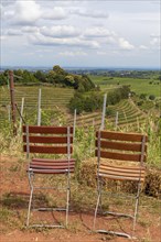 Two chairs at a vineyard, Southern Palatinate, Palatinate, Rhineland-Palatinate, Germany, Europe