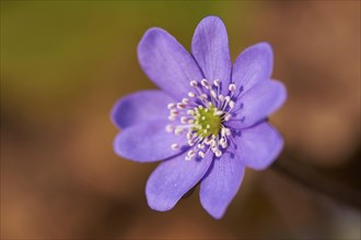 Close-up of Common Hepatica (Anemone hepatica) on the forest-floor in early spring