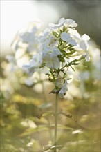 Close-up of white Garden phlox (Phlox paniculata) blossoms in a garden in summer