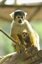 Close-up of a Common squirrel monkey (Saimiri sciureus) mother with her youngster in autumn