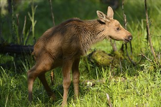 Close-up of a Eurasian elk (Alces alces) youngster in a forest in early summer, Bavarian Forest