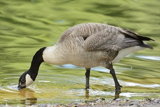 Close-up of a Canada goose (Branta canadensis) at the water stain in spring