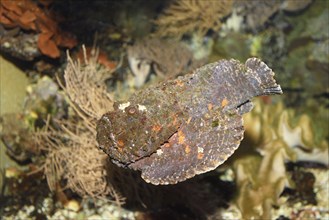 Close-up of a Stonefish (Synanceia verrucosa) in an aquarium