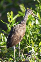 Limpkin (Aramus guarauna) Pantanal Brazil